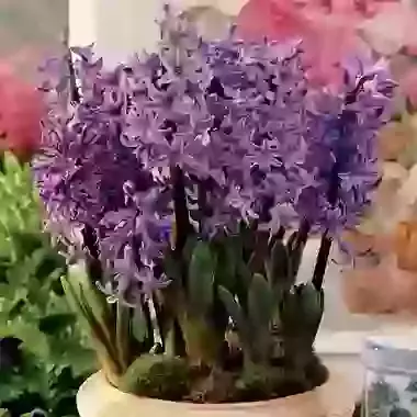 Multiflowering Blue